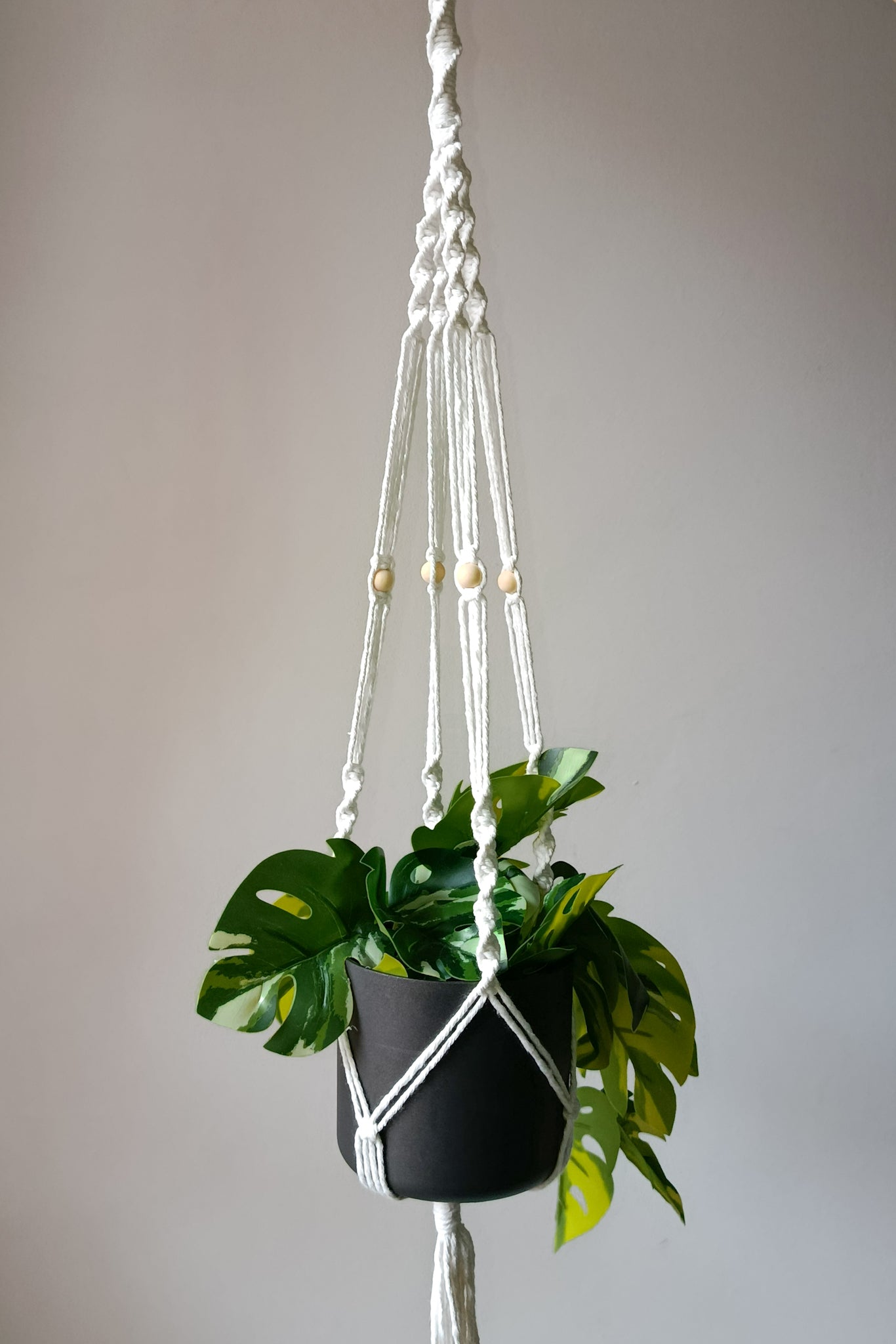 Plant hanger