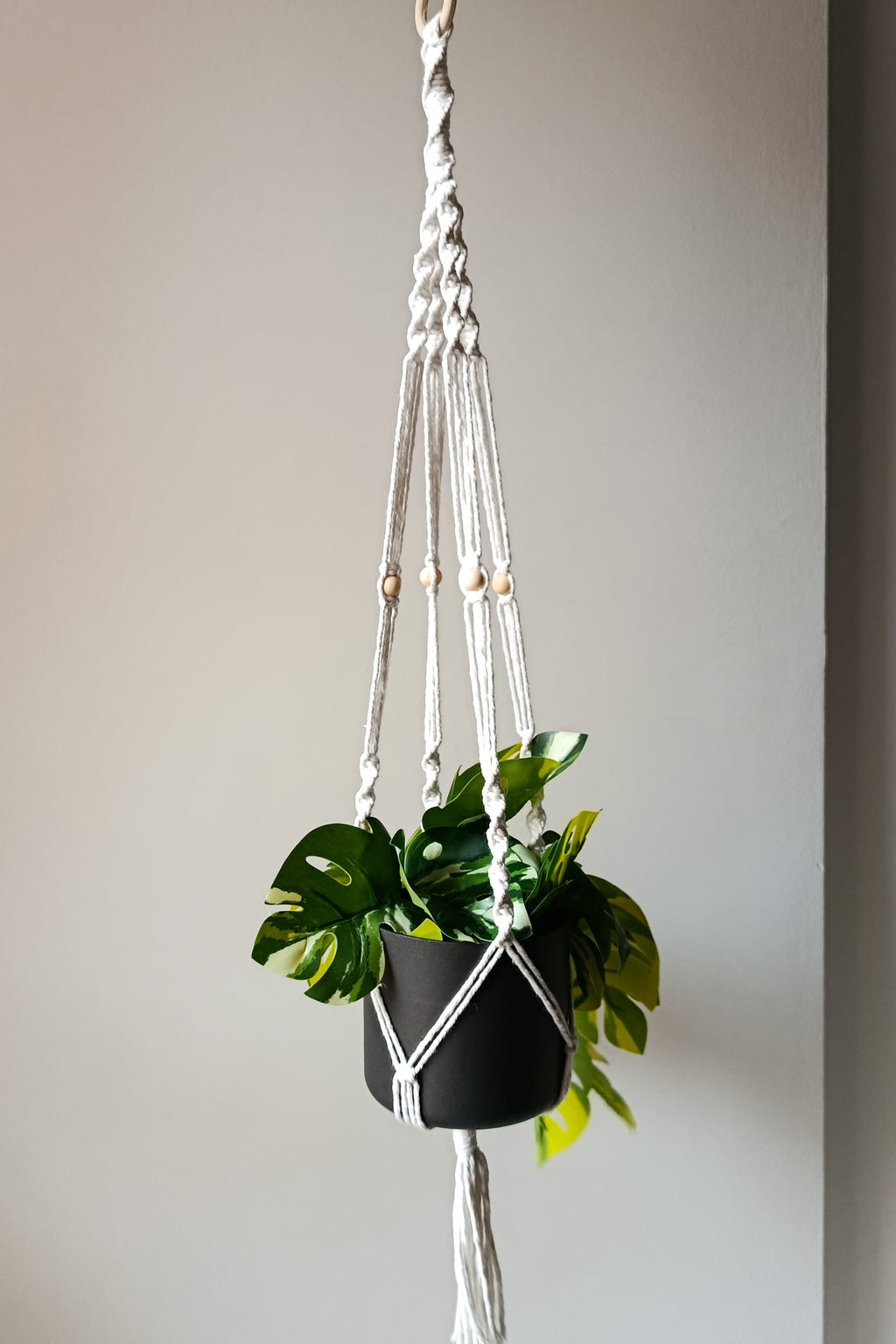 Plant hanger